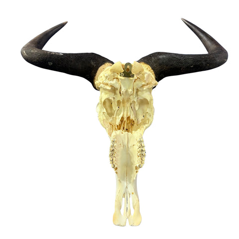 Wildebeest Skull- Real Deer Skull - Gnu Skull Taxidermy Wall Art Horns Antlers Approximate Size: 23HX25WX7D - A bit damaged in the back