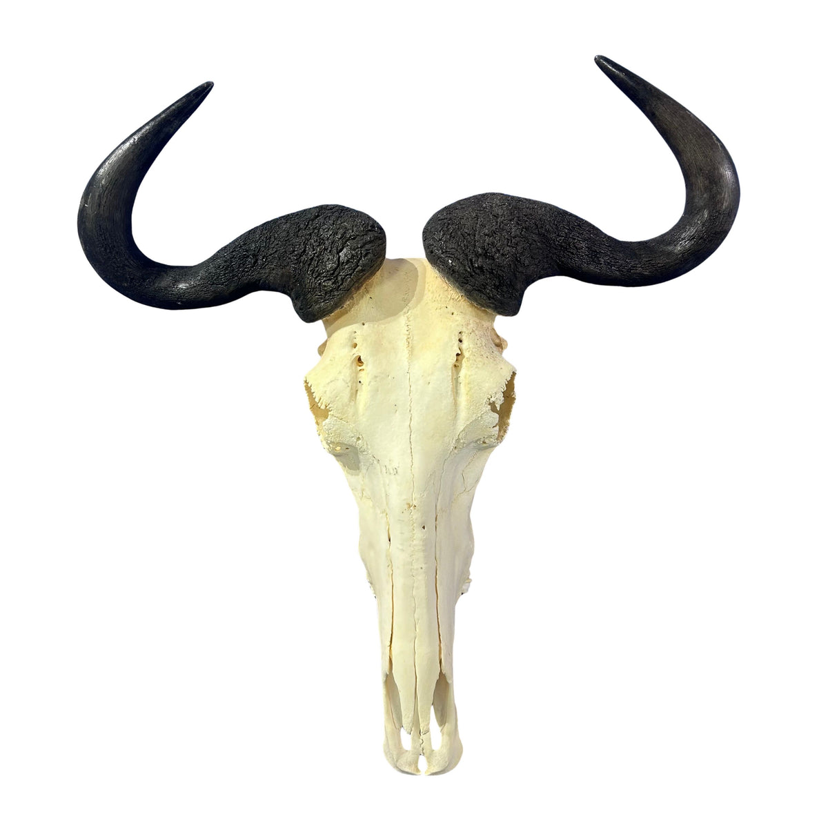 Wildebeest Skull- Real Deer Skull - Gnu Skull Taxidermy Wall Art Horns Antlers Approximate Size: 23HX23WX8D