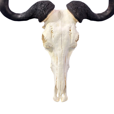 Wildebeest Skull- Real Deer Skull - Gnu Skull Taxidermy Wall Art Horns Antlers Approximate Size: 23HX25WX7D - A bit damaged in the back