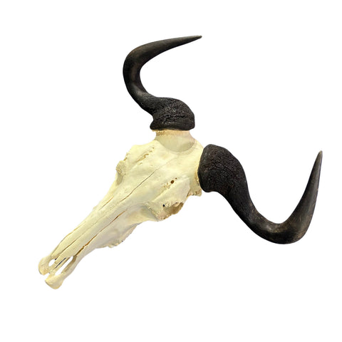 Wildebeest Skull- Real Deer Skull - Gnu Skull Taxidermy Wall Art Horns Antlers Approximate Size: 23HX25WX7D - A bit damaged in the back