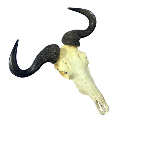 Wildebeest Skull- Real Deer Skull - Gnu Skull Taxidermy Wall Art Horns Antlers Approximate Size: 23HX23WX8D