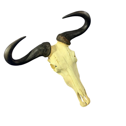 Huge Wildebeest Skull- Real Animal Skull - Gnu Skull Taxidermy Wall Art Horns Antlers Approximate Size: 25HX24WX6D - Blue Wildebeest Skull