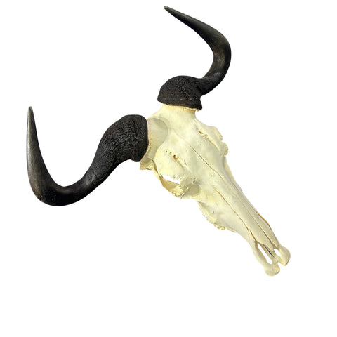 Wildebeest Skull- Real Deer Skull - Gnu Skull Taxidermy Wall Art Horns Antlers Approximate Size: 23HX25WX7D - A bit damaged in the back