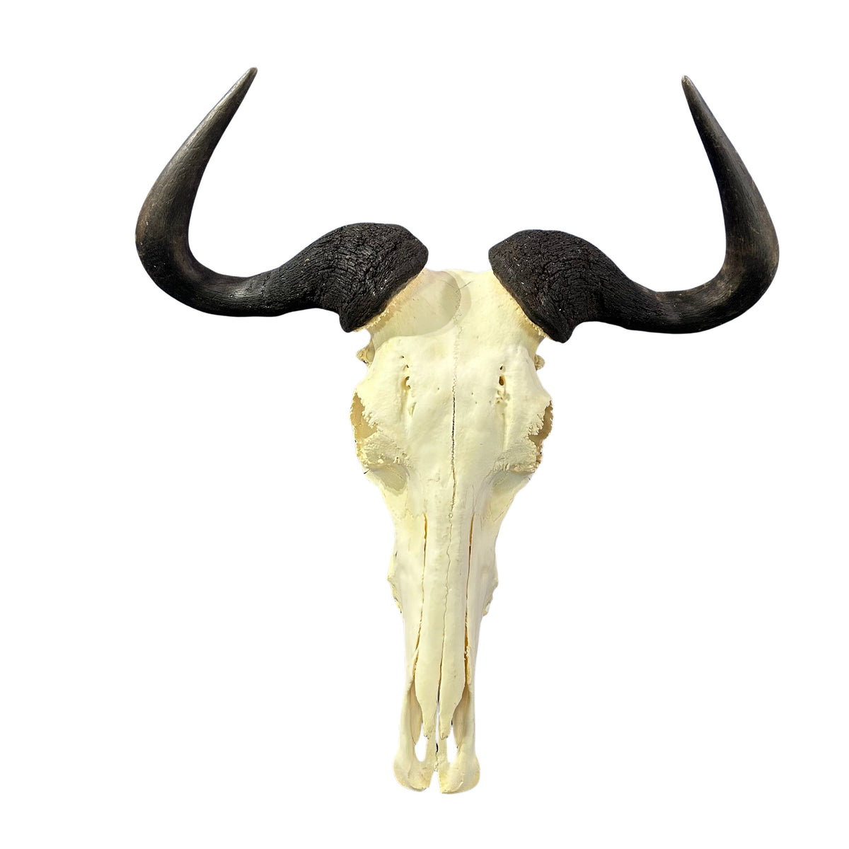 Wildebeest Skull- Real Deer Skull - Gnu Skull Taxidermy Wall Art Horns Antlers Approximate Size: 23HX25WX7D - A bit damaged in the back