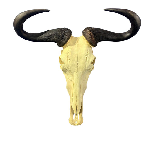 Huge Wildebeest Skull- Real Animal Skull - Gnu Skull Taxidermy Wall Art Horns Antlers Approximate Size: 25HX24WX6D - Blue Wildebeest Skull