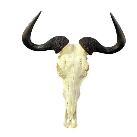 Wildebeest Skull- Real Deer Skull - Gnu Skull Taxidermy Wall Art Horns Antlers Approximate Size: 23HX25WX7D - A bit damaged in the back