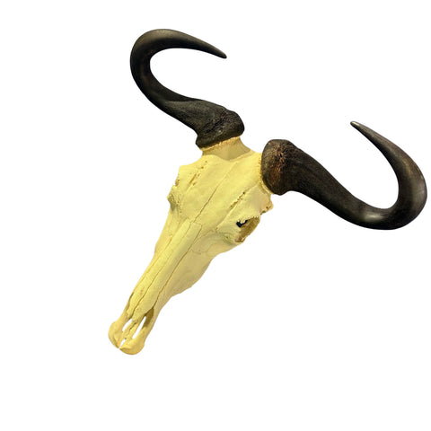 Huge Wildebeest Skull- Real Animal Skull - Gnu Skull Taxidermy Wall Art Horns Antlers Approximate Size: 25HX24WX6D - Blue Wildebeest Skull