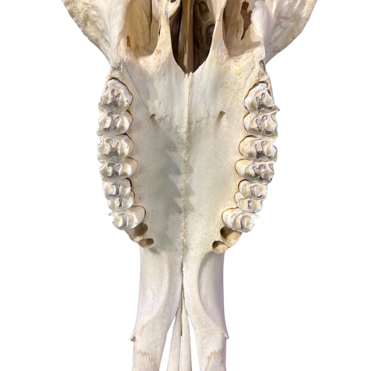 Wildebeest Skull (has a bullet hole/bit damaged back) Size: 24WX25LX7D inch