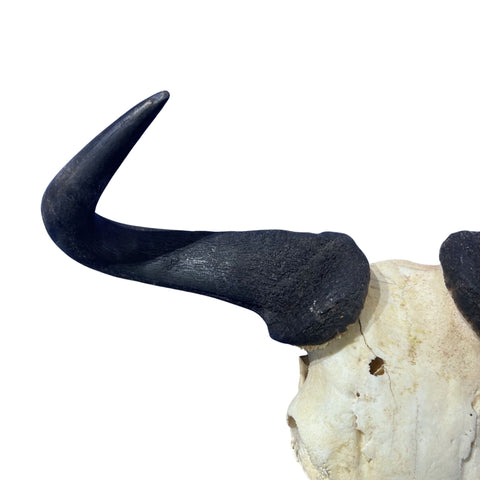 Wildebeest Skull (has a bullet hole/bit damaged back) Size: 24WX25LX7D inch