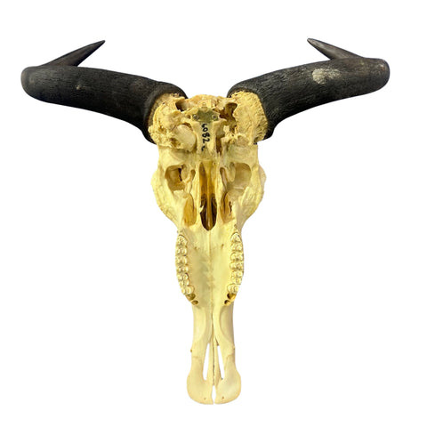 Wildebeest Skull (has a bullet hole/bit damaged back) Size: 24WX25LX7D inch