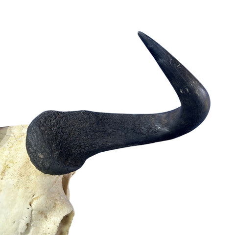 Wildebeest Skull (has a bullet hole/bit damaged back) Size: 24WX25LX7D inch
