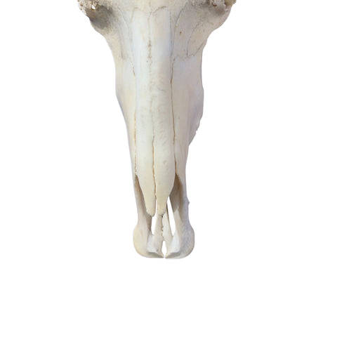 Wildebeest Skull (has a bullet hole/bit damaged back) Size: 24WX25LX7D inch