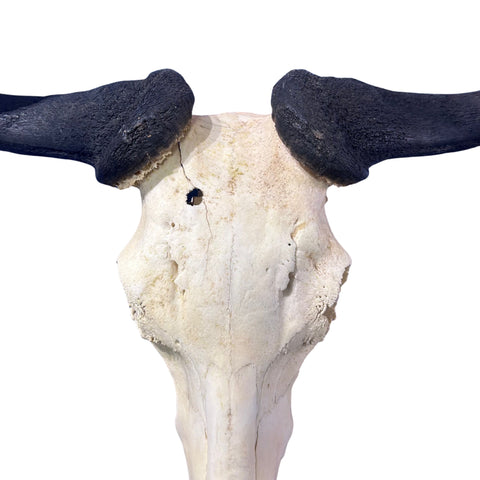 Wildebeest Skull (has a bullet hole/bit damaged back) Size: 24WX25LX7D inch