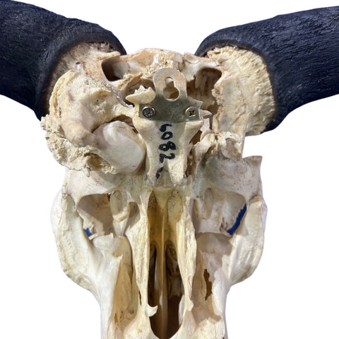 Wildebeest Skull (has a bullet hole/bit damaged back) Size: 24WX25LX7D inch
