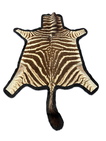 Juvenile Zebra Hide # 10 (Felted/ no head/Tail is 20"/one repair) Size: 52x50"