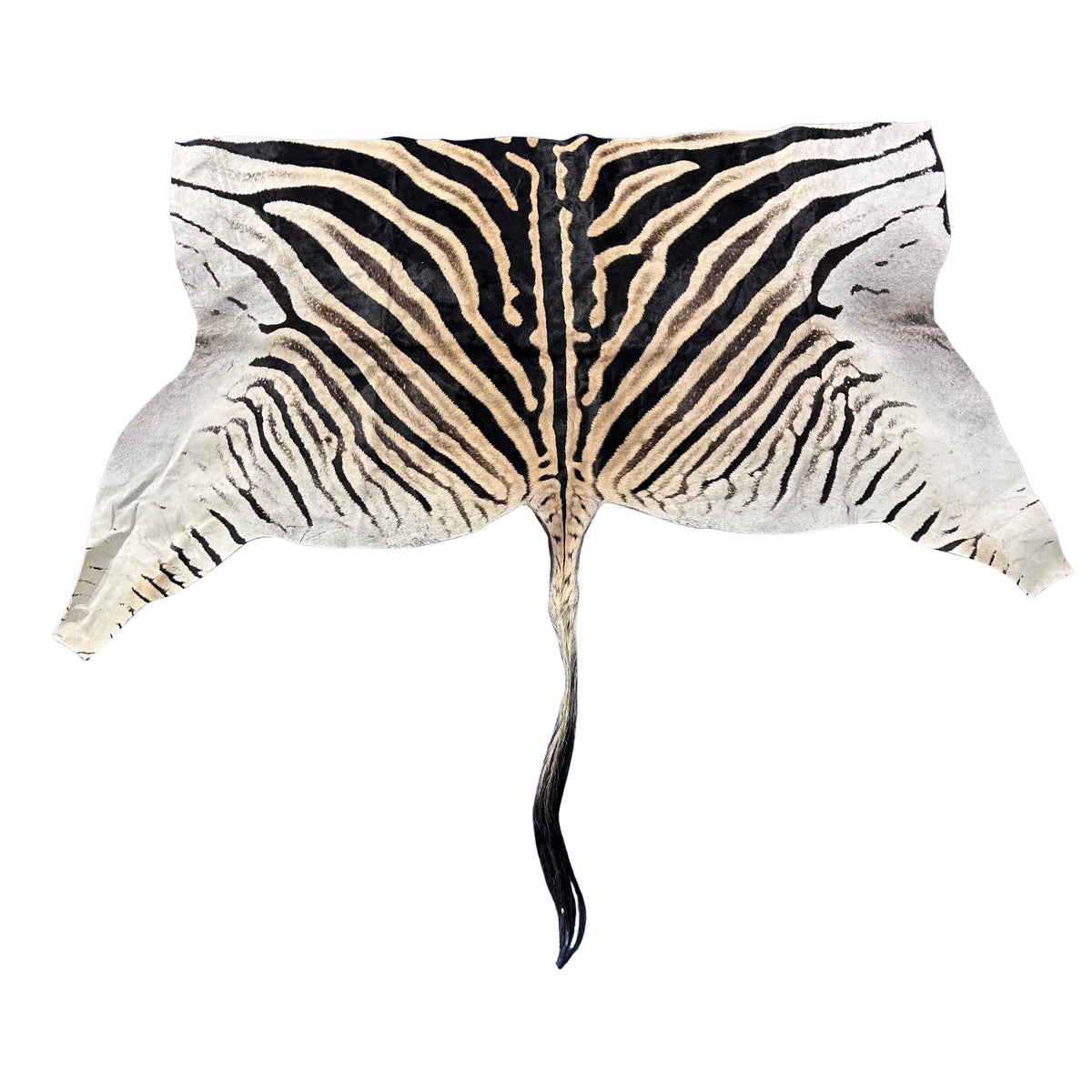 Real Zebra Back Skin # 71 (Tail is 31") Size: 34x72"