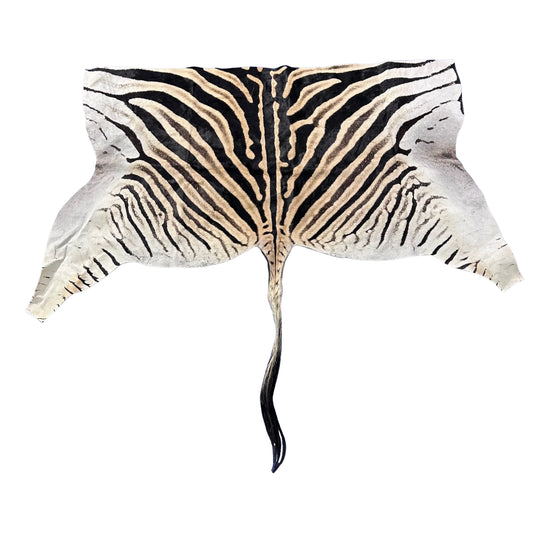 Real Zebra Back Skin # 71 (Tail is 31") Size: 34x72"