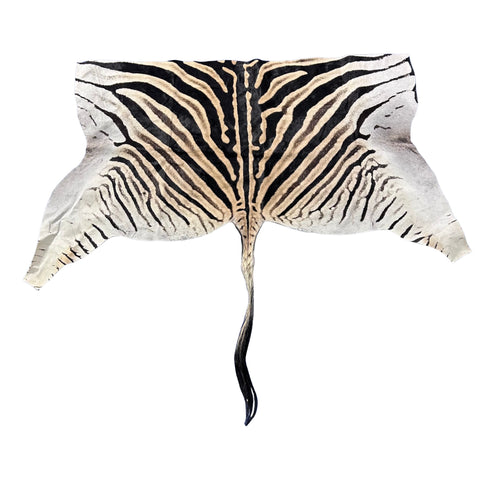 Real Zebra Back Skin # 71 (Tail is 31") Size: 34x72"