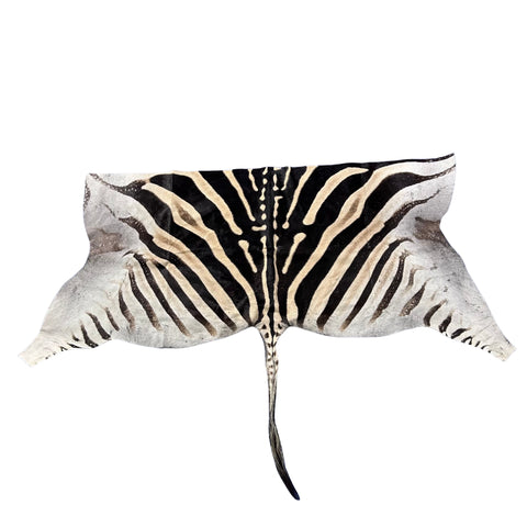 Real Zebra Back Skin # 72 (Tail is 24") Size: 32x73"