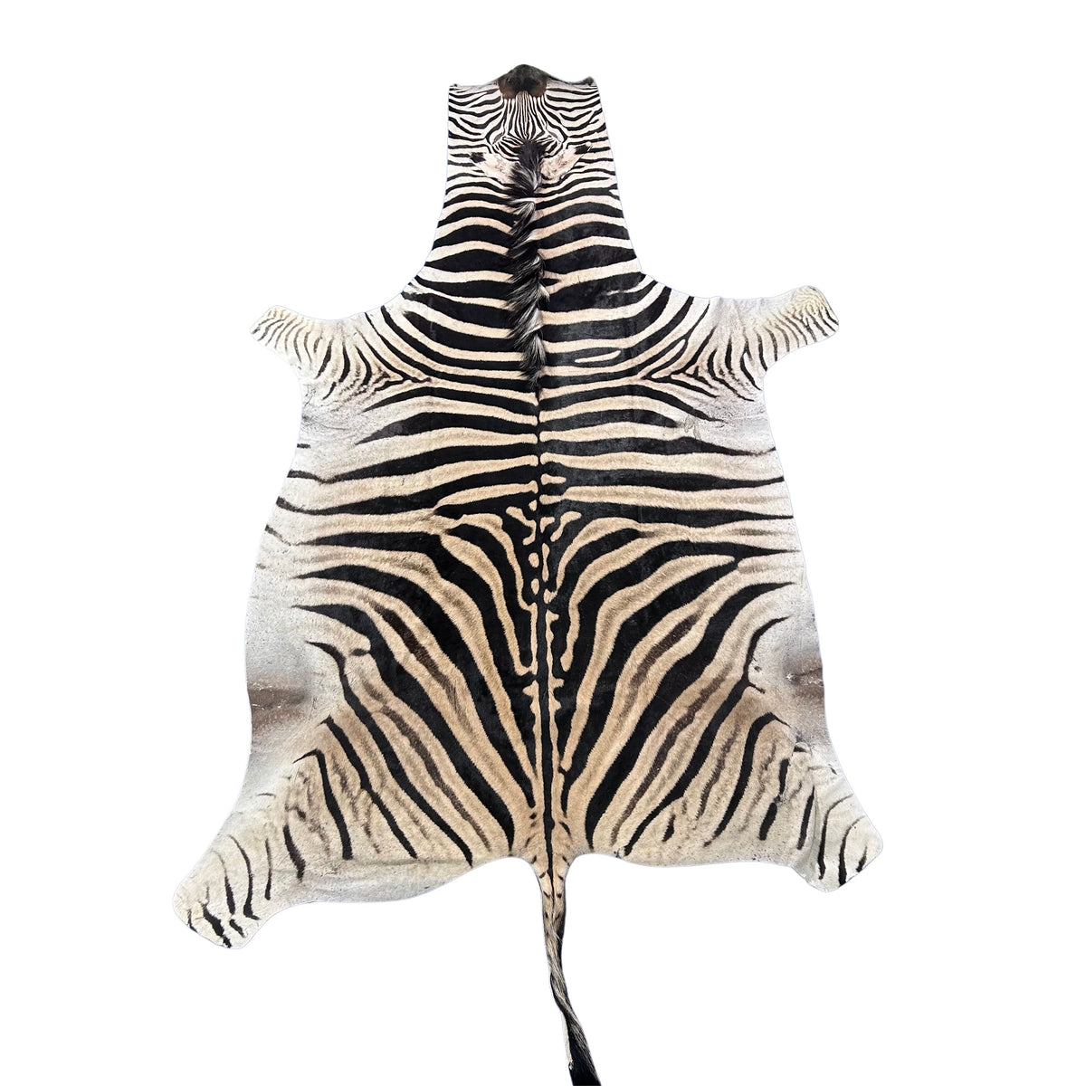 Real Zebra Back Skin (Tail is 29") # 73 Size: 8x5.5 feet