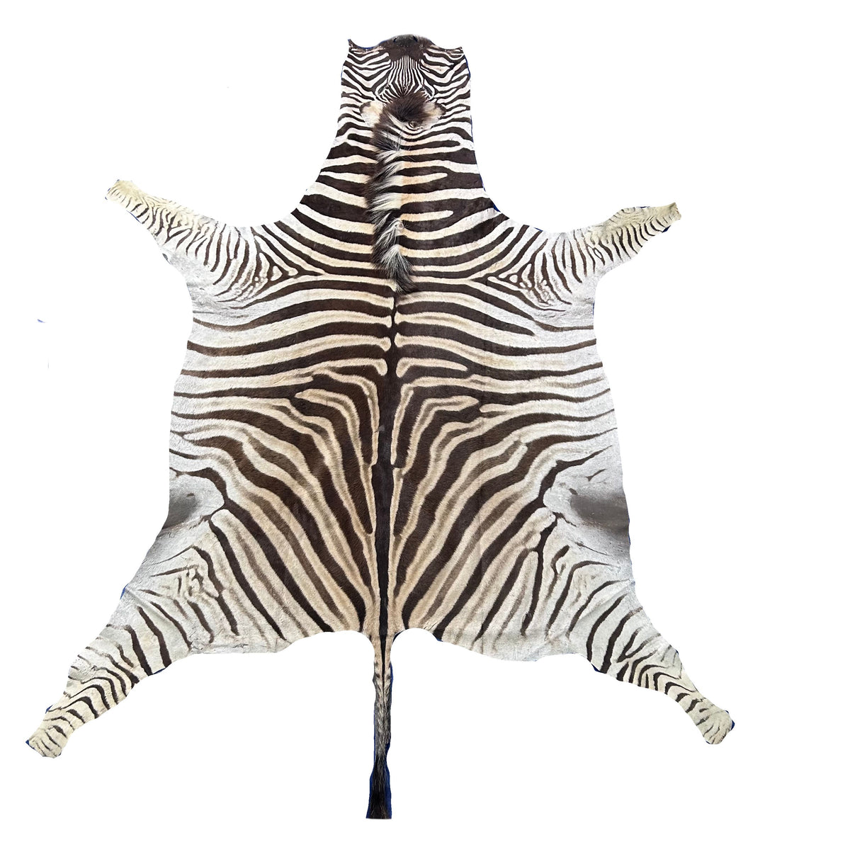 Real Zebra Back Skin # 74 (stripes are brown/Tail is 28") Size: 8x7 feet