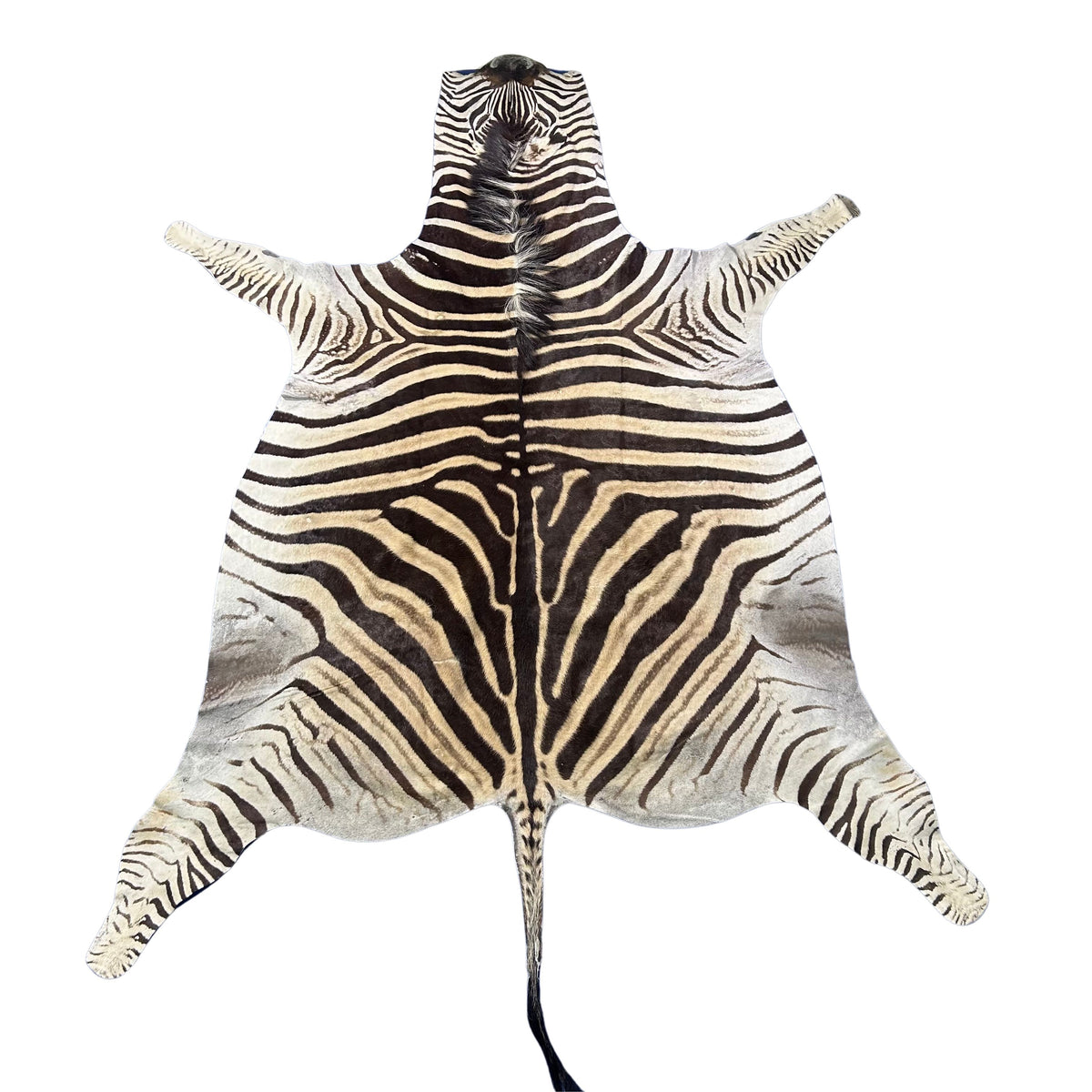 Real Zebra Back Skin # 75 (stripes are dark brown/Tail is 27") Size: 8x7 feet