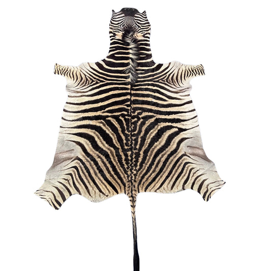 Real Zebra Back Skin # 76 (curly hair/young zebra/Tail is 31") Size: 7.2x5.2 feet