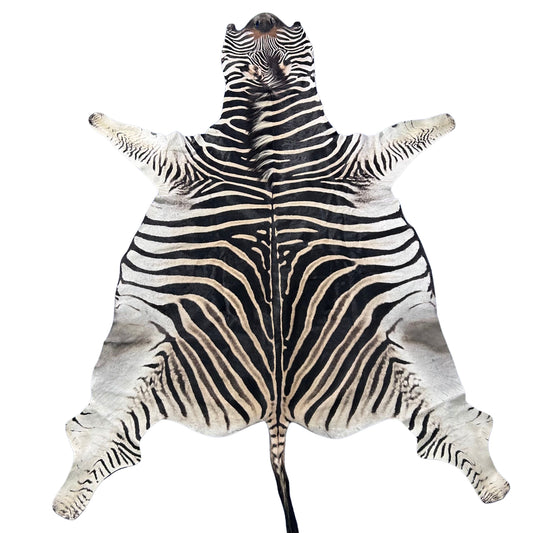 Real Zebra Skin Rug # 77 (Tail is 28") Size: 7x6 feet