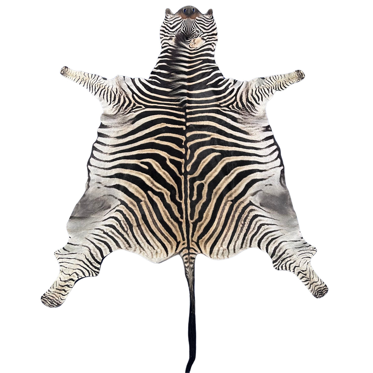 Real Zebra Skin Rug # 79 SUPER A GRADE (Tail is 28") Size: 8x7.2 feet