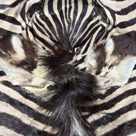 Zebra Face # 90 Size: 25x21"