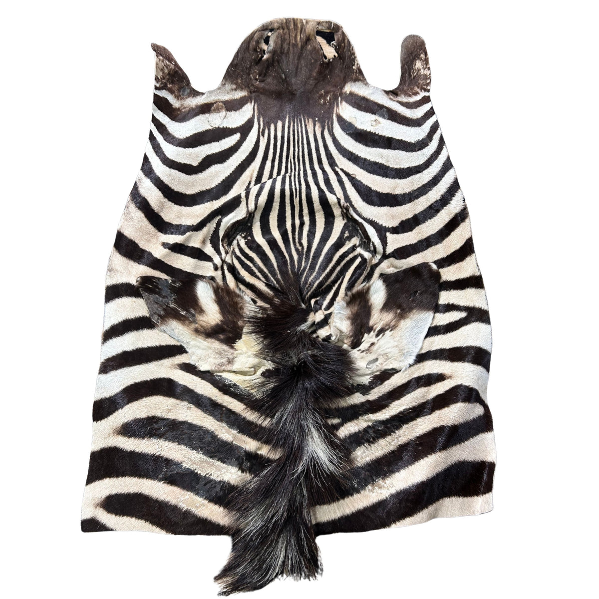 Zebra Face # 90 Size: 25x21"
