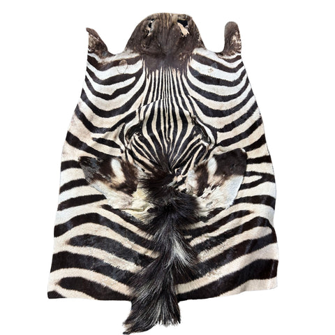 Zebra Face # 91 Size: 26x19"