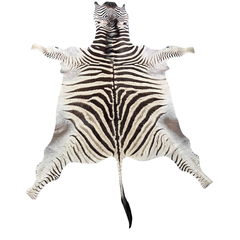 Real Zebra Back Skin # 82 (stripes are brown/Tail is 27") Size: 7x7 feet Genuine