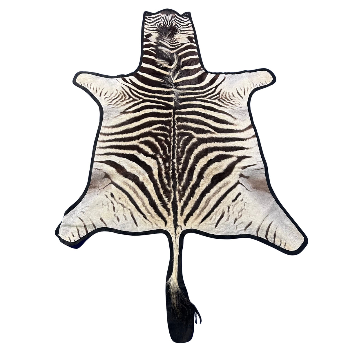 Felted Real Zebra Skin Rug # 83 (Tail is 24") Size: 6x5 feet Burchells Zebra