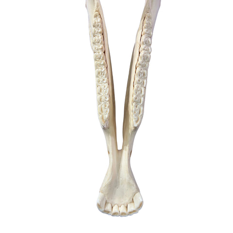 Donkey Skull - Real Donkey Skull- Approximate Size: 19LX8WX12D" Wall Art Animal Skull Real Donkey Skull Wall Decor Blesbok Animal Head