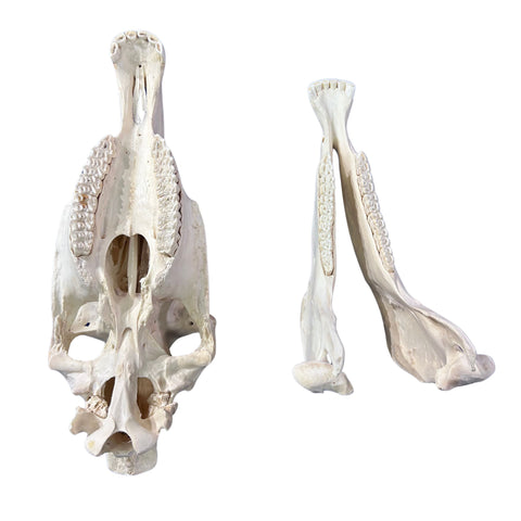 Donkey Skull - Real Donkey Skull- Approximate Size: 19LX8WX12D" Wall Art Animal Skull Real Donkey Skull Wall Decor Blesbok Animal Head