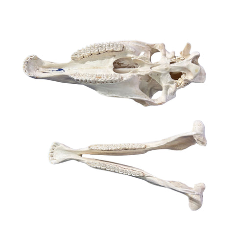 Donkey Skull - Real Donkey Skull- Approximate Size: 19LX8WX12D" Wall Art Animal Skull Real Donkey Skull Wall Decor Blesbok Animal Head