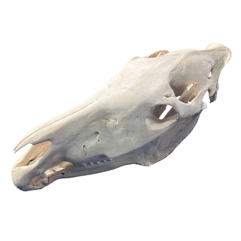 Real Zebra Skull - Genuine Zebra Skull About 20 X 7 X10" Very Good Quality