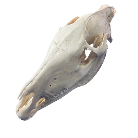 Real Zebra Skull - Genuine Zebra Skull About 19 X 7 X11" Very Good Quality