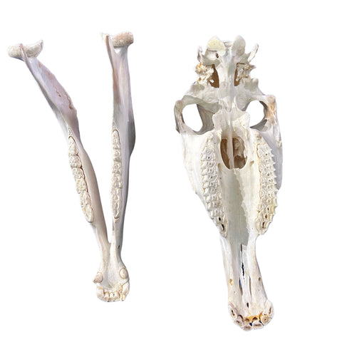 Real Donkey Skull - Approximate Size: 17LX7.5WX11D"