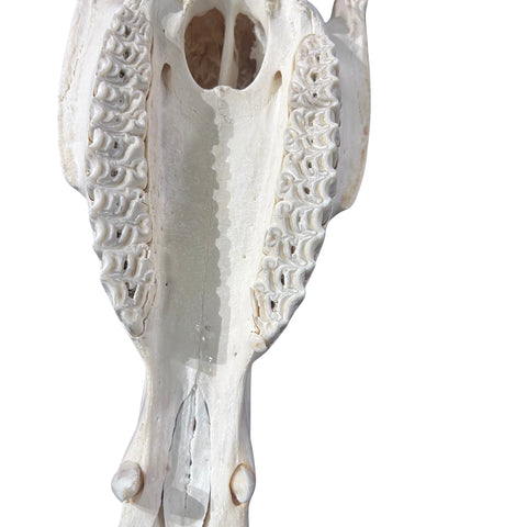 Real Zebra Skull - Genuine Zebra Skull About 20 X 7 X10" Very Good Quality