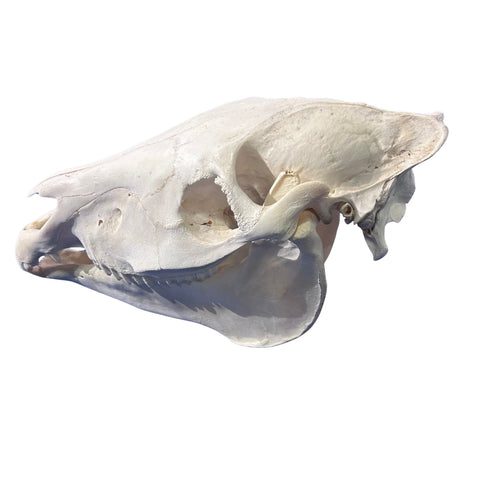 Real Zebra Skull - Genuine Zebra Skull About 19 X 7 X11" Very Good Quality