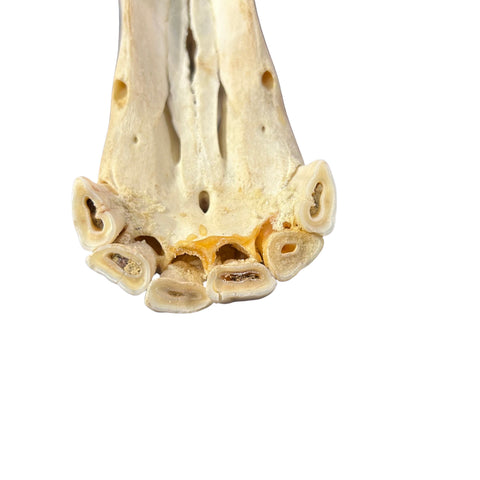 Real Donkey Skull - Approximate Size: 17LX7.5WX11D"