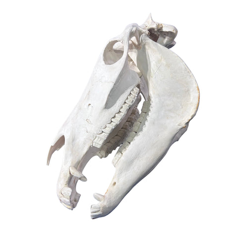 Real Zebra Skull - Genuine Zebra Skull About 20 X 7 X10" Very Good Quality