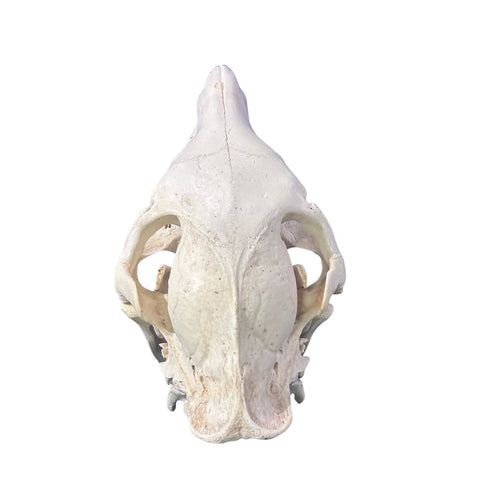 Real Zebra Skull - Genuine Zebra Skull About 19 X 7 X11" Very Good Quality