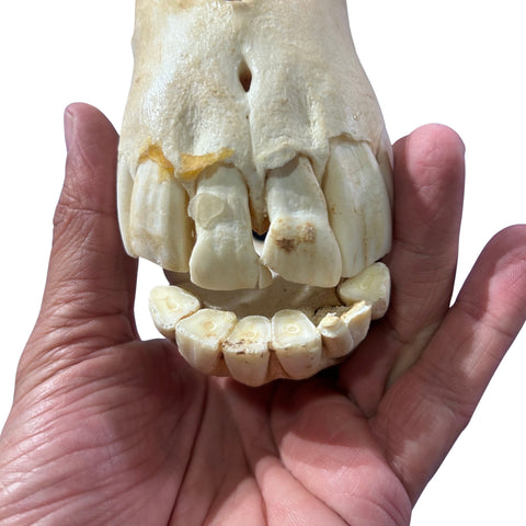 Real Donkey Skull - Approximate Size: 17LX7.5WX11D"