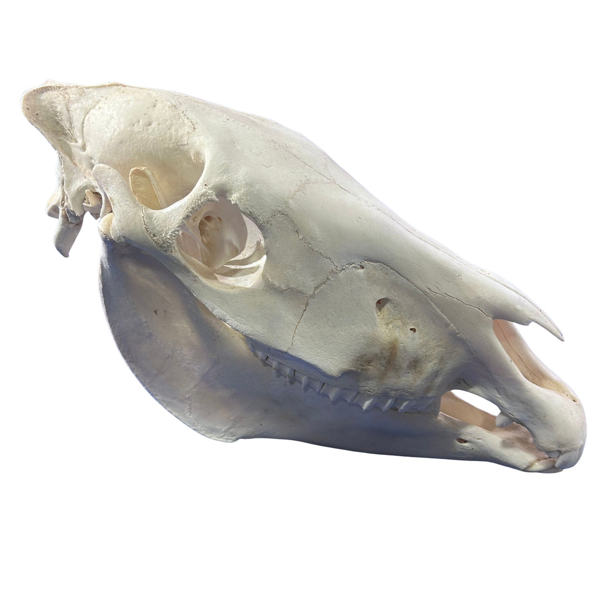 Real Zebra Skull - Genuine Zebra Skull About 19 X 7 X11" Very Good Quality