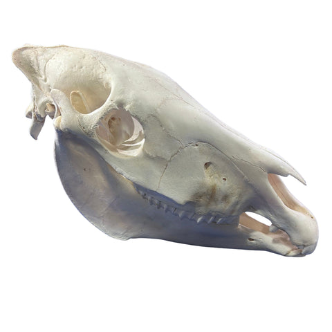 Real Zebra Skull - Genuine Zebra Skull About 19 X 7 X11" Very Good Quality
