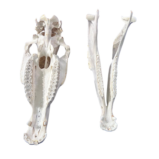 Real Zebra Skull - Genuine Zebra Skull About 20 X 7 X10" Very Good Quality