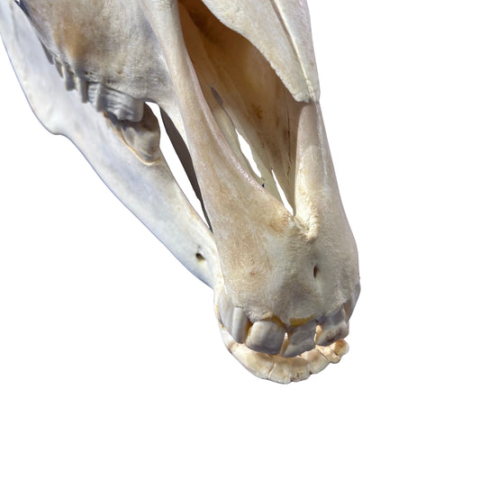 Real Donkey Skull - Approximate Size: 17LX7.5WX11D"